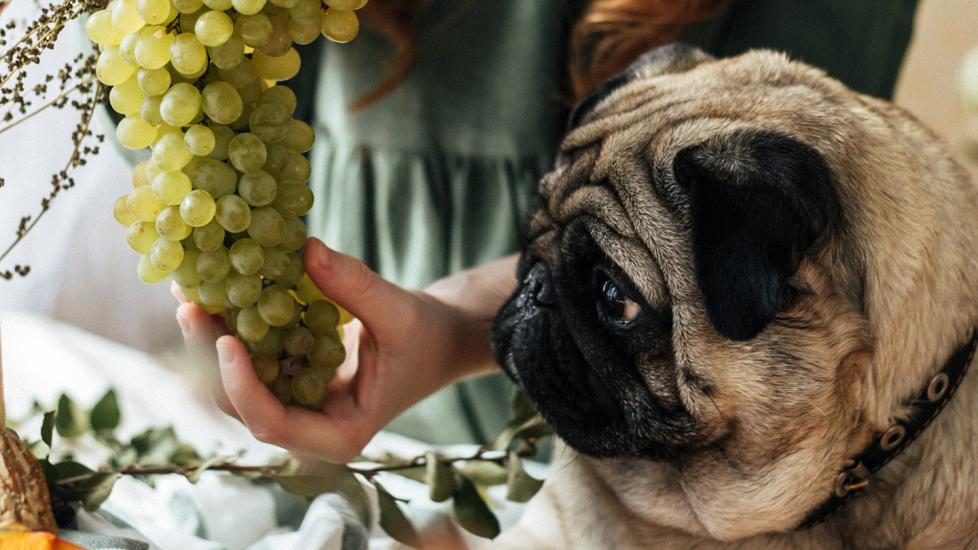 can dogs eat grapes: dog staring at green grapes